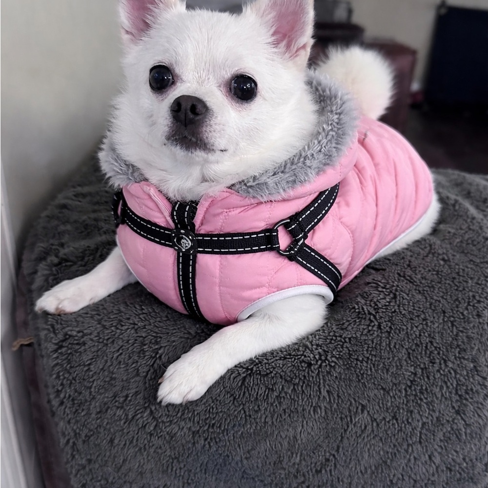 Brand New Cozy Puppy/Dog Winter Vest – Small to Medium – Only $10!
